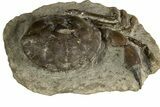 Eocene Fossil Crab (Pulalius) - Washington State #338080-2